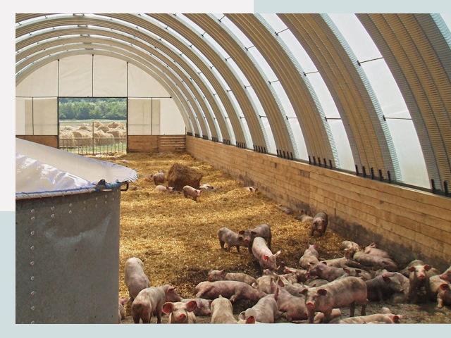 Строительство свинарников в Нефтеюганске